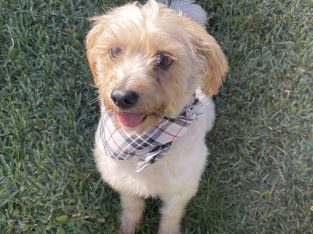 Australian Terrier – Spring Farm