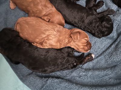 Cavoodle – Llandilo