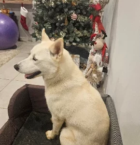 Dogs – Armstrong Creek