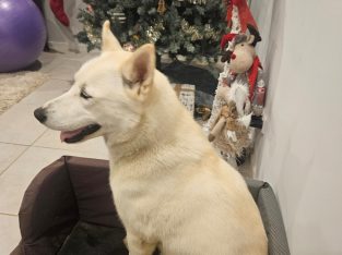 Dogs – Armstrong Creek