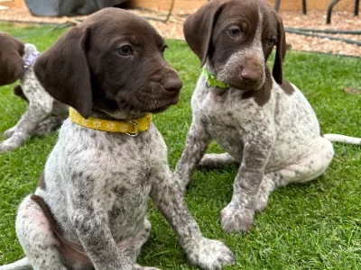 German Shothaired Pointer – Elmore