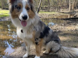 Australian Shepherd – Kallaroo