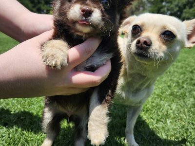 Chihuahua – Drouin