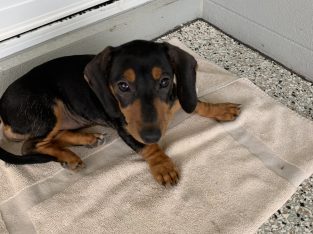 Miniature Dachshund – Pimpama