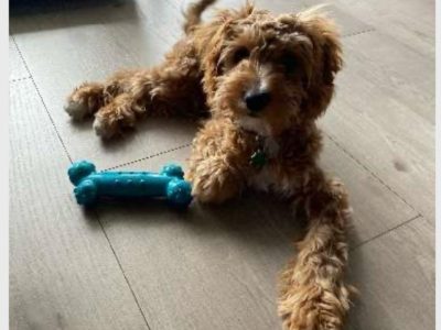 Cavoodle – Campbelltown