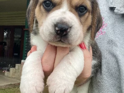 Beagle – Pentland