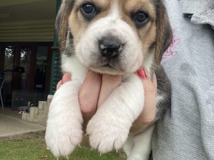 Beagle – Pentland
