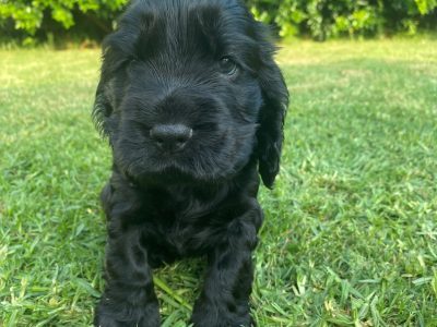 Cocker Spaniel – Toowoomba