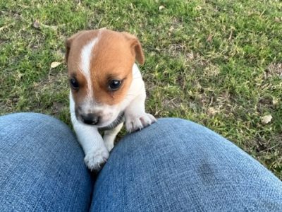 Jack Russell – Gingin