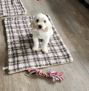 Moodle – Taroomball