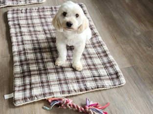 Moodle – Taroomball