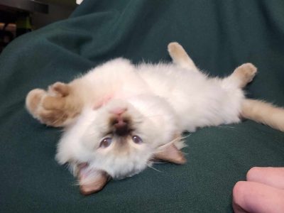 Pedigree Ragdoll Chocolate tortie & bi colour