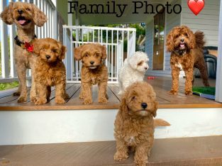 Cavoodle – Gympie