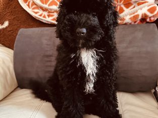 Poodle Mini – Sunshine Coast