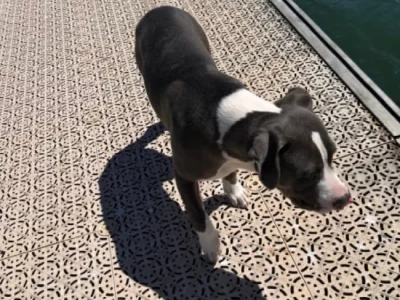 American Staffordshire Bull Terrier – Halls Head