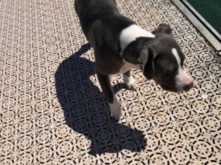 American Staffordshire Bull Terrier – Halls Head