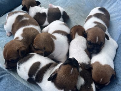 Jack Russell – Pure bred – Wellington