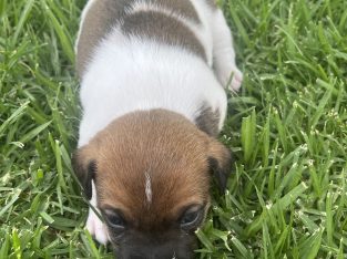 Jack Russell – Pure bred – Wellington