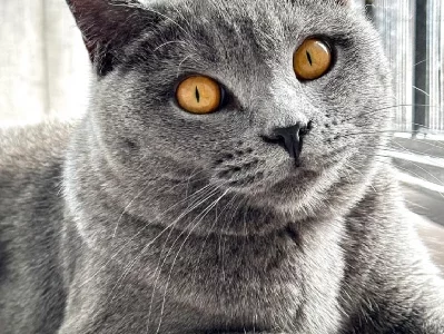 British Shorthair – Dandenong