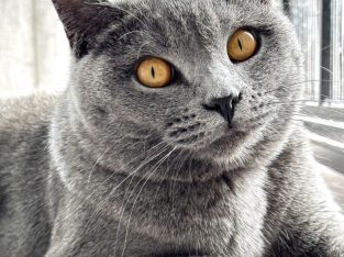 British Shorthair – Dandenong
