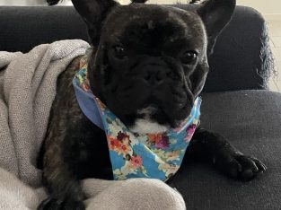 French Bulldog – Maitland