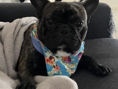 French Bulldog – Maitland