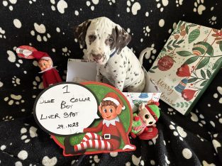 Dalmatian – Willunga