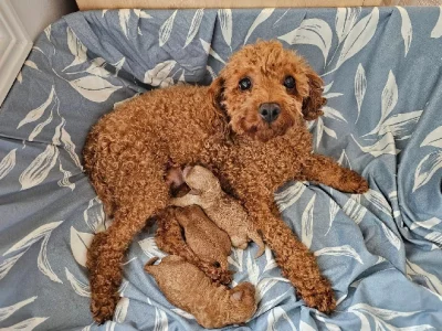 Cavoodle – Paul and Bernadette Clark