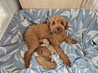 Cavoodle – Paul and Bernadette Clark