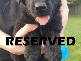 German Shepherd – Sunnybank Hills