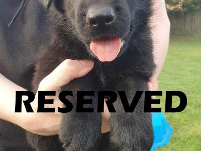 German Shepherd – Sunnybank Hills