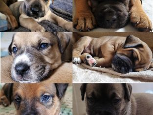Bullmastiff – Herron