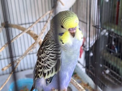 Budgerigar – Eastern Heights