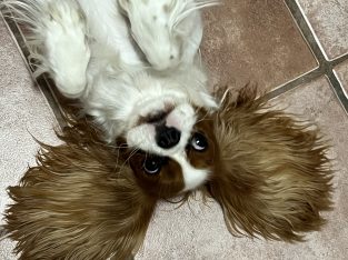 Toy Cavoodles – Upper Coomera