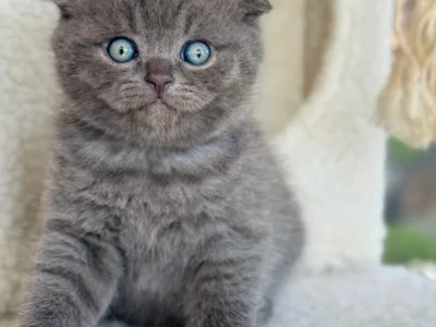 Scottish Fold – Bankstown