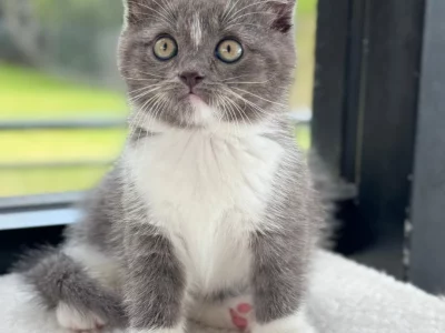 British Shorthair – Bankstown