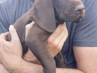 German Shorthaired Pointer – Hoppers Crossing