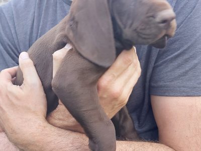 German Shorthaired Pointer – Hoppers Crossing