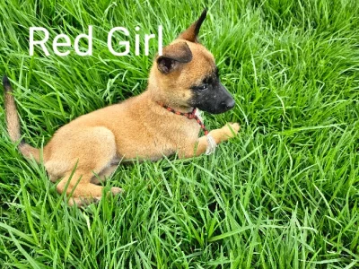 Dogs – Cardiff South