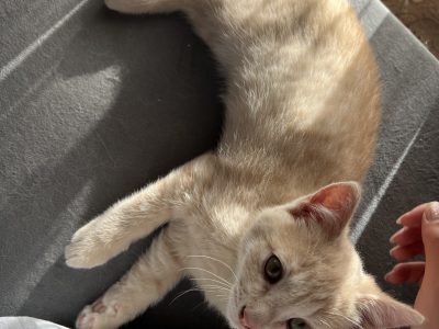 Cream Male Ragdoll x DSH Kitten 13 Weeks