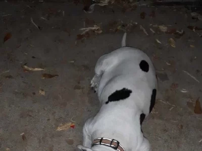 Dogs – Bellbird Park