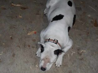 Dogs – Bellbird Park