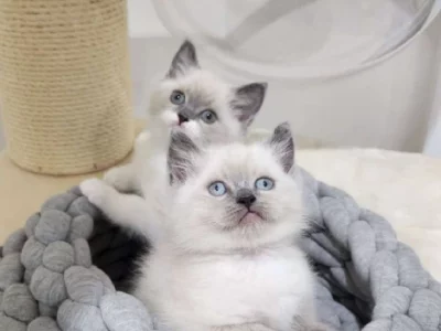 Ragdoll – Rossmore