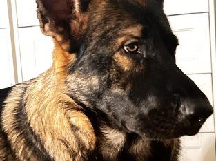 German Shepherd – Ipswich