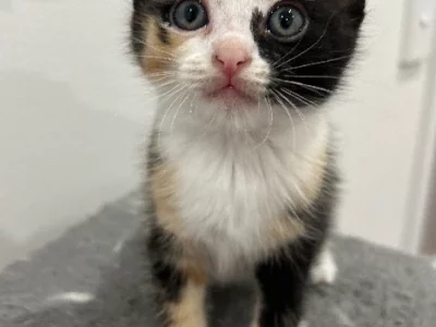 Ragdoll – Box Hill