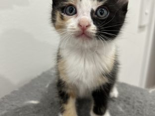 Ragdoll – Box Hill