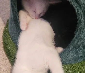 Domestic Short Hair (DSH) – Hackham West