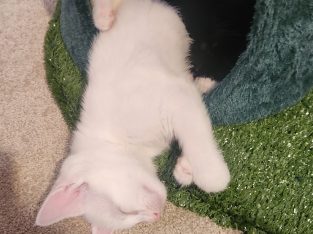 Domestic Short Hair (DSH) – Hackham West