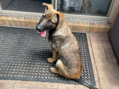 Belgian Malinois – Narre Warren