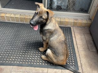 Belgian Malinois – Narre Warren